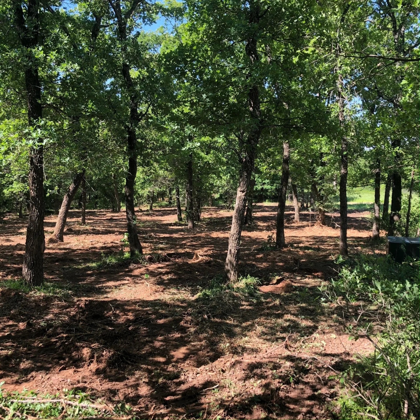 Mulched clean under the oaks